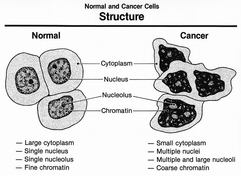 THE IMMUNE SYSTEM