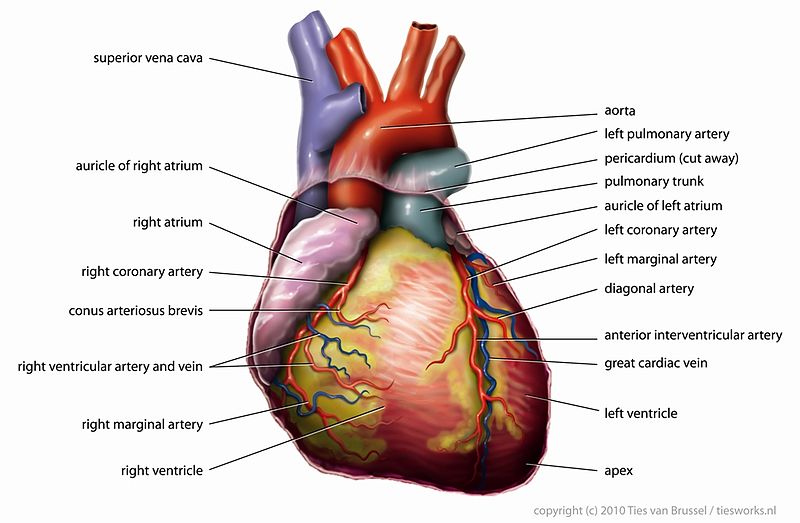 HOW TO INCREASE ENERGY TO YOUR HEART