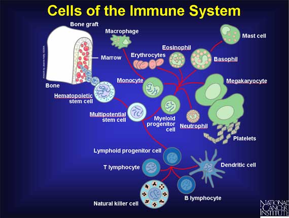 THE IMMUNE SYSTEM