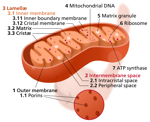 THE MITOCHONDRIA